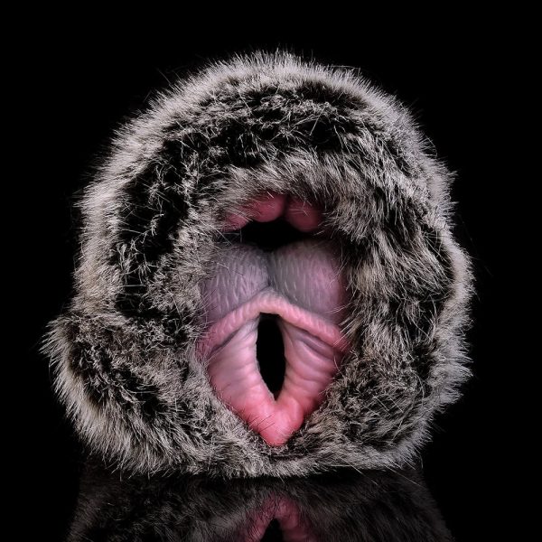 2 in 1 Dog Male Masturbator With Vagina and Anal With Artificial - Image 2
